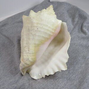 Large Conch Sea Shell REAL 8" tall 7" wide has some chips very light colors
